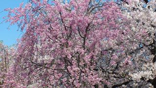 外国人も多く訪れる観光スポット