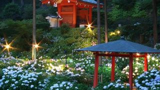 三室戸寺　あじさい園