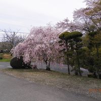 立派なしだれ桜