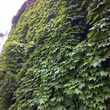 蔦（つた）は甲子園球場から株分けしたものらしいです