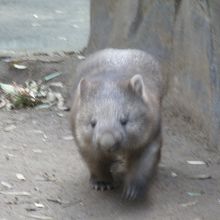 ウォンバット　
