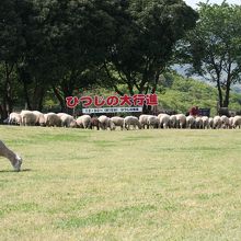 ひつじの大行進