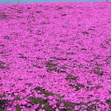 何の花だろう？綺麗かったです