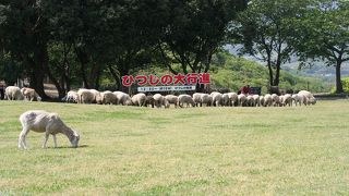 日帰りの定番中の定番！マザー牧場