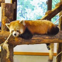 長野市茶臼山動物園