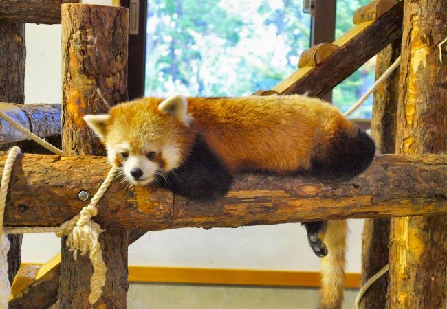 長野市茶臼山動物園