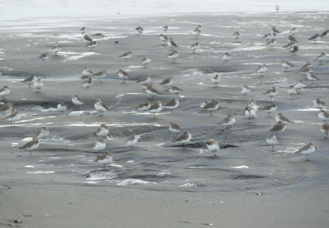 浜千鳥がたくさん。