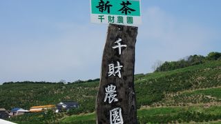 藤の花々の芳香にうっとり！