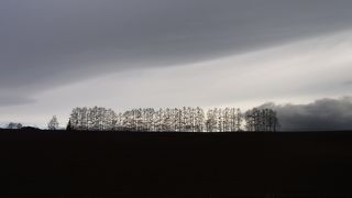 美しい木の並び -マイルドセブンの丘 (北海道)