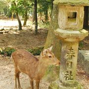 奈良公園内見どころ満載