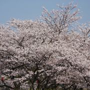 下関一の桜スポット