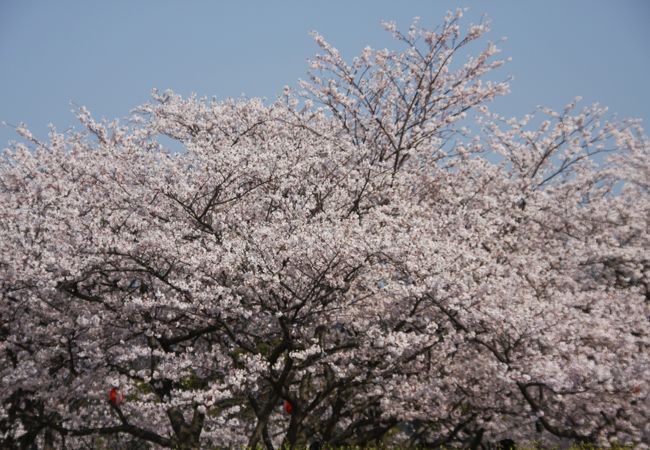 下関一の桜スポット