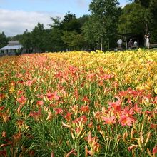 何の花だろう？綺麗かったです