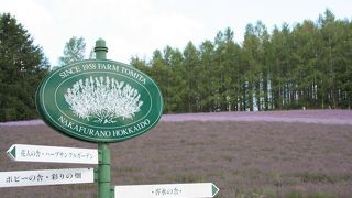 ラベンダーは、最高に綺麗でした