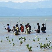 ２１ヘクタールの海岸にマングローブを植林