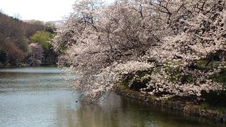 池を囲むように桜がいっぱい咲く公園