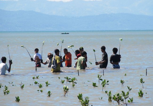 ２１ヘクタールの海岸にマングローブを植林