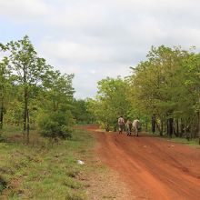 このような道を走って行きます。砂埃が多くて大変です。