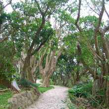 公園内の遊歩道