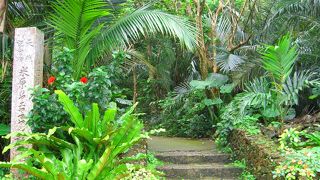 ジャングルの亜熱帯に入り込んだような錯覚になるヤシ群