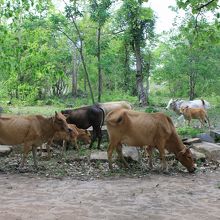 遺跡の周囲は牛が放し飼いにされています。
