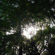 メタセコイアのこぼれ日が