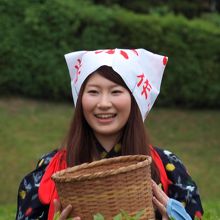 茶摘み娘
