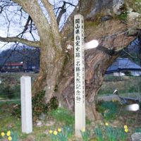 近くには尾所の大桜があります。