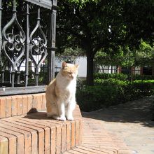 サンタクルス街の広場のネコ。街に溶け込んでいます。