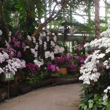 どの温室も綺麗な蘭でいっぱいです