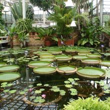 小さなお子様のハス乗り体験イベント開催されてた事も