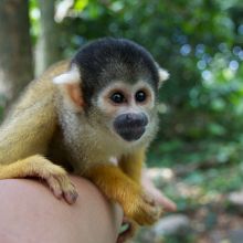 キュートなリスザル