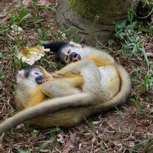 じゃれあうリスザル