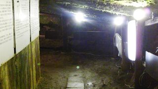 コウモリに会えるかも