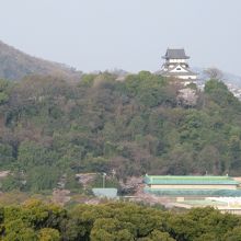 春の犬山城一望
