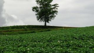 美瑛の丘にたつ孤高の木