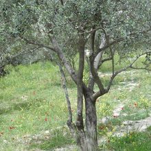 オリーブの木々や花など緑がいっぱい