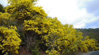 オリーブ公園内のミモザです