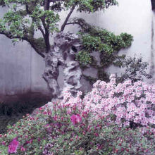 庭の花ｆが美しい。