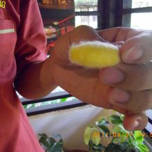 この繭から特上のシルクの糸が取れます。（アーチザン工房にて）