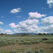 バイソンみえますか・