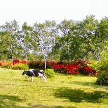 ツツジが満開です