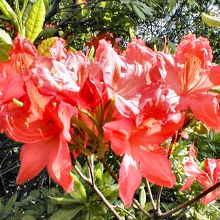 ツツジの花のアップ