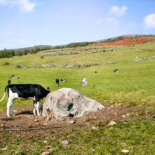 上の方にツツジが満開になってます