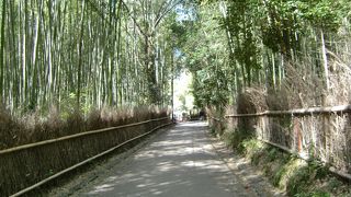 すがすがしいお散歩