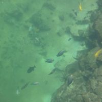 ポンドは微妙な緑色ですが魚はいます 