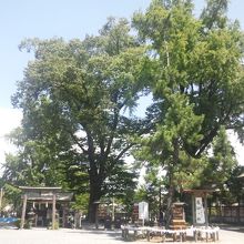 クスノキでしょうか？