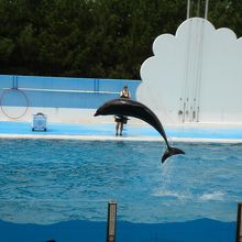 やっぱりイルカショーは水族館のmain event
