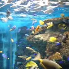 日本海水族館　一階大事故でたくさん魚が死んだらしい