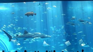 沖縄にきたらここは外せません